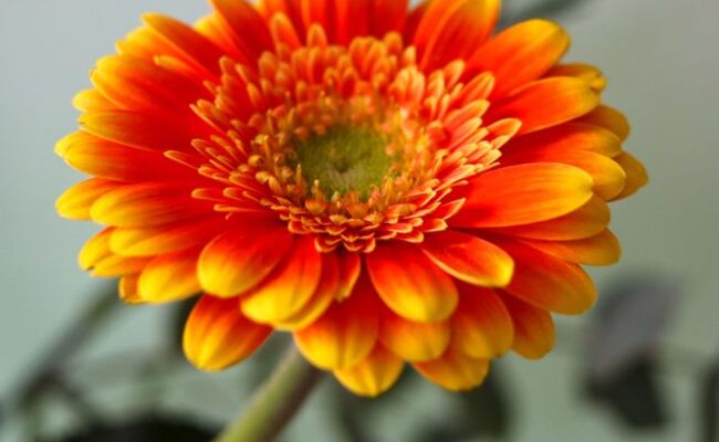 Des fleurs